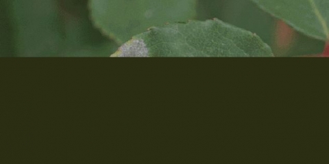 Ruža penjačica ne cvjeta: šta učiniti